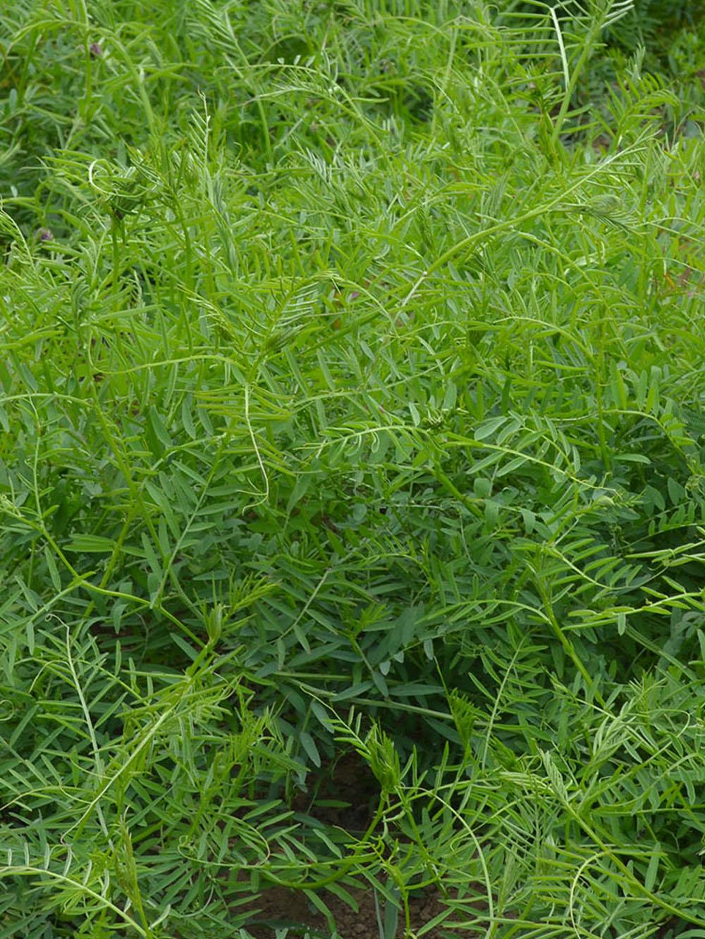Winter Hairy Vetch